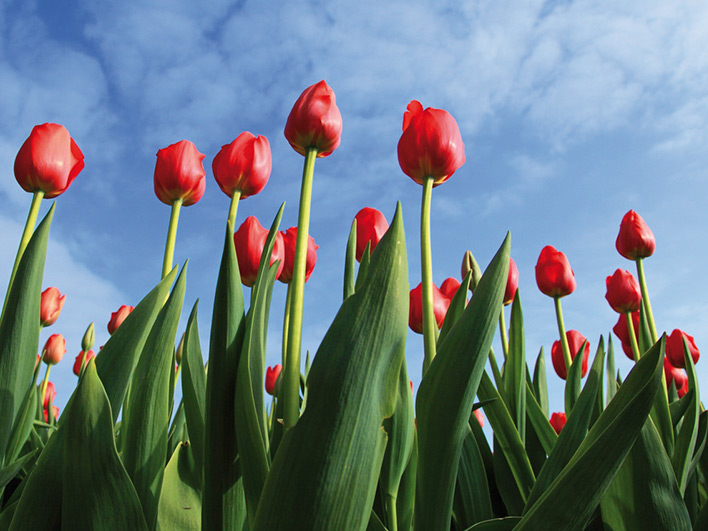 Looking up at a punch of red tulips with blue sky above